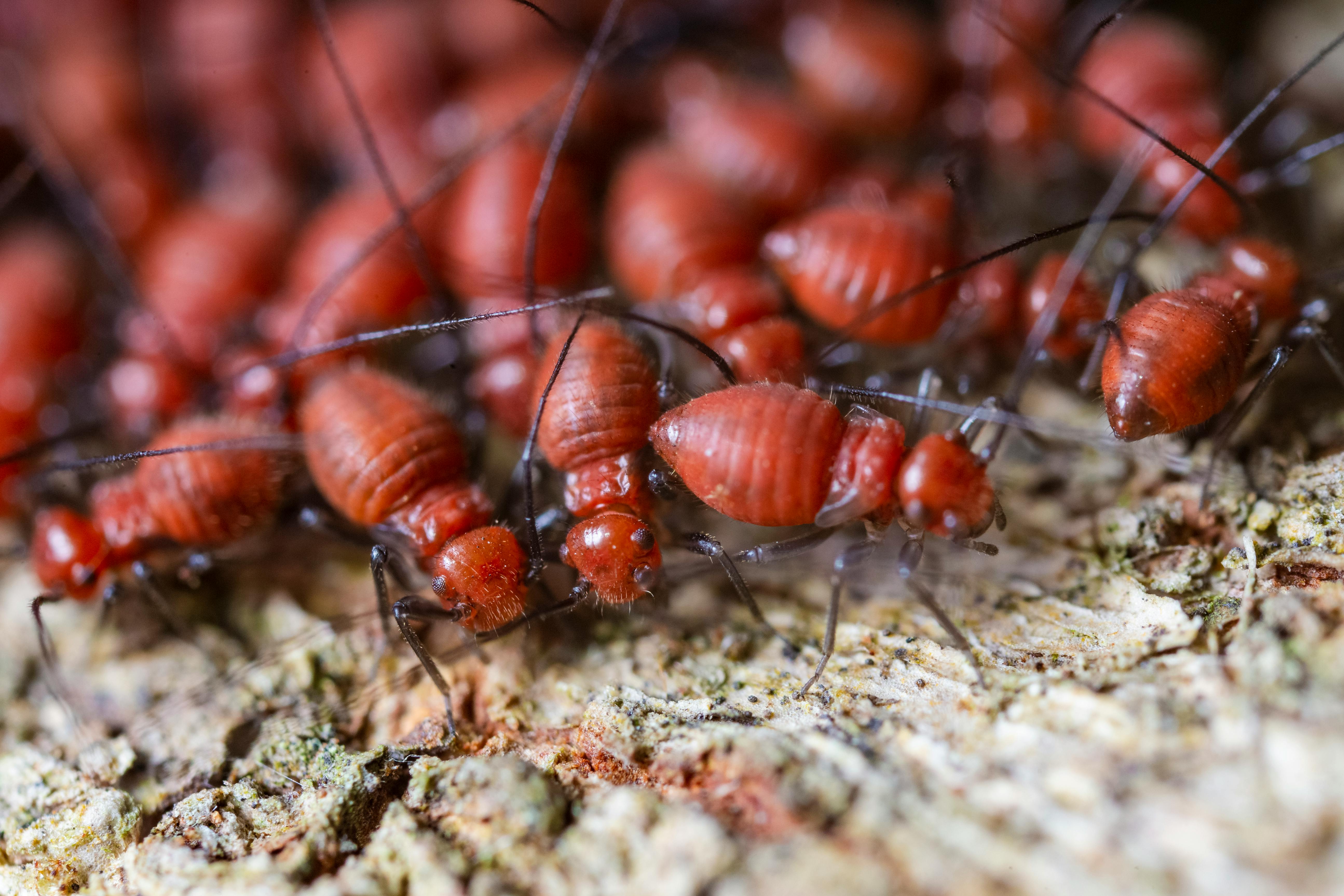COREWOOD Termite and Borer Proof Boards for Long-Lasting Furniture